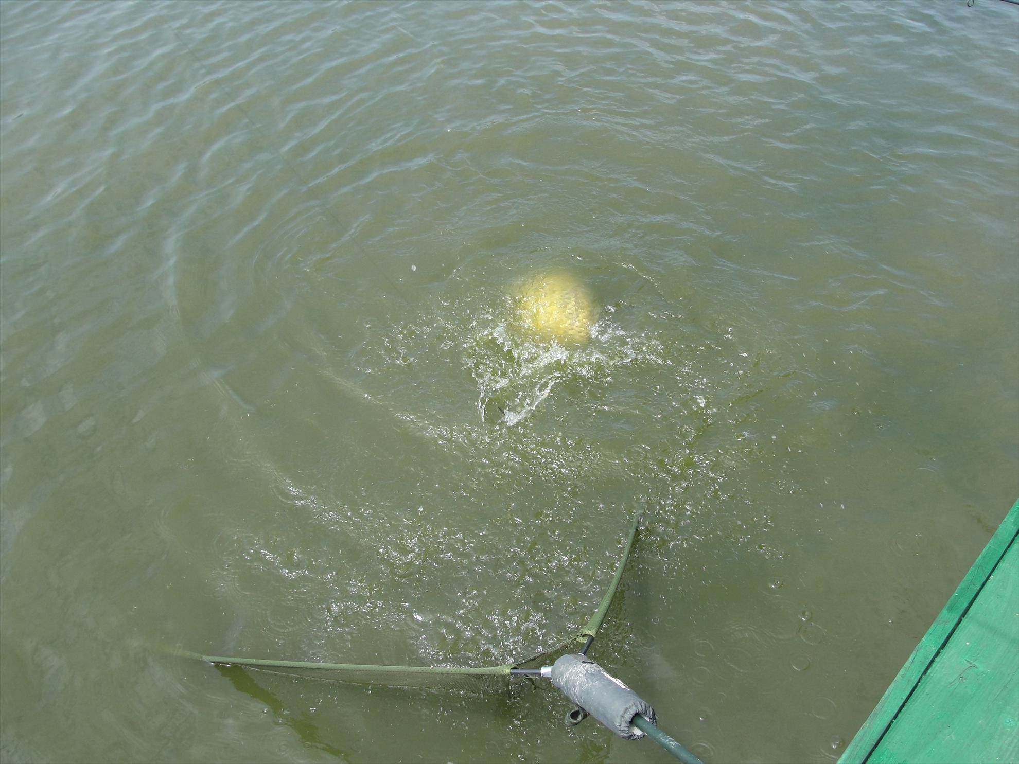 Moara Vlasiei 2 9 - 9 iun. - e al nostru